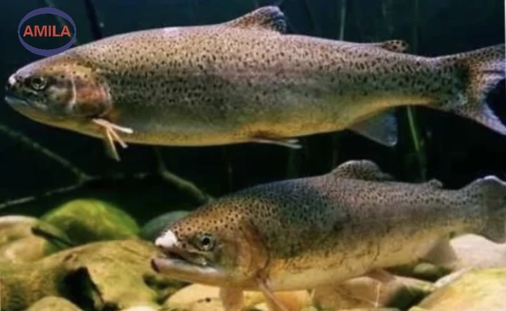 calcium formate in aquaculture calcium formate in aquaculture