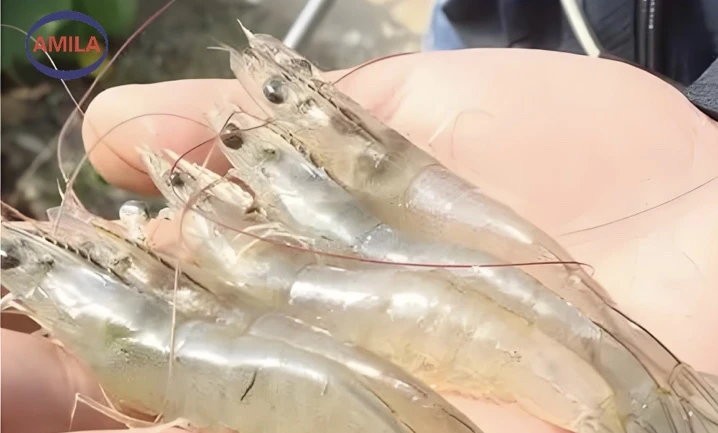 cafo for aquaculture cafo for aquaculture